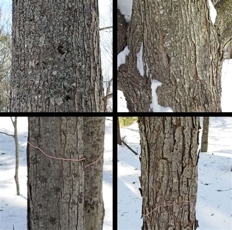 Maple tree identification in winter