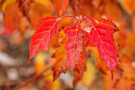 Maple tree leaves. Sep 30, 2020 ... Maple tar spot, scientifically known as Rhytisma acerinum, is a fungal disease that makes tree leaves have these black patches. Other trees that ... 