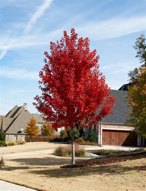 Maple trees in texas. Red maple trees bloom in the early spring, making them a bee magnet for these hungry pollinators following winter. Red maple trees provide color to your landscape year-round. The name “red maple” refers to the lovely red leaves that appear in the fall. These trees are also low maintenance, making them a favorite tree over much of North ... 