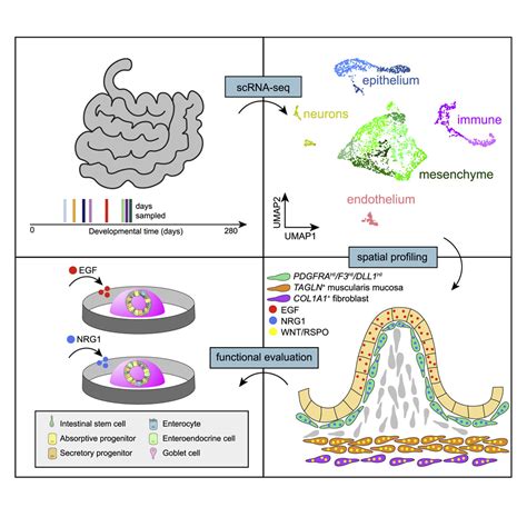 Mapping Development of the Human Intestinal Niche at Single …