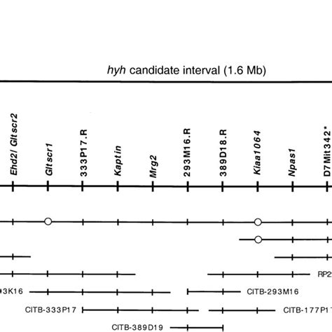 Mapping of the mouse hyh gene to a YAC/BAC contig on