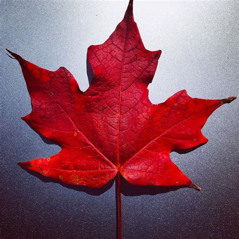 Mapple lead. Maple Leaf Foods is proudly Canadian with a long history that traces back over 100 years. During this time, we’ve adapted to consumers’ changing palates. We make protein for everyone to enjoy that reflects their unique values. Learn more. 