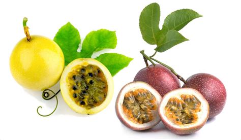 The maracuja is one of the three passion fruits from EAT ME. Inside is yellowish orange flesh, sweet and sour with edible seeds.. 