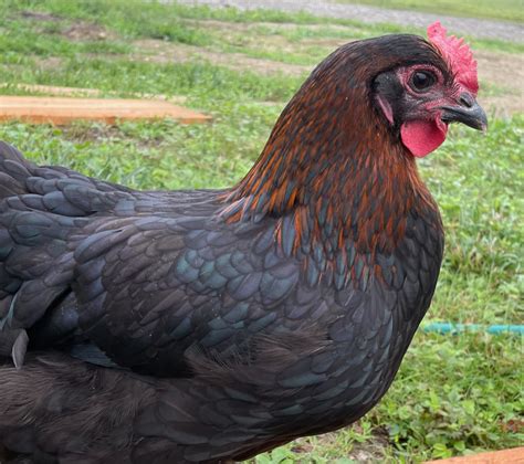 Maran chickens. Things To Know About Maran chickens. 