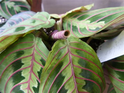 Maranta leuconeura - North Carolina State University