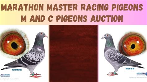 Marathon Master Racing Pigeon For Sale In M And C Pigeons