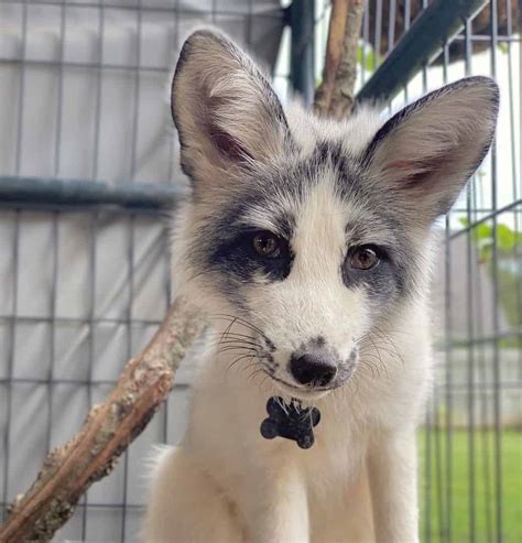 A Canadian Marble Fox is a hybrid wild fox from mating between a red and an arctic fox. With a petite size and resemblance to a cat, the Canadian Marble Fox is a wild fox species that stands apart from its counterparts. Its defining characteristic is the greyish-black ring that encircles its eyes, evoking the imagery of a burglar’s mask.. 