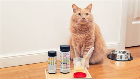 Marbofloxacin For Cats: Overview, Dosage & Side Effects