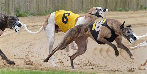 Instantly access today's Greyhound Racing Results from the best 