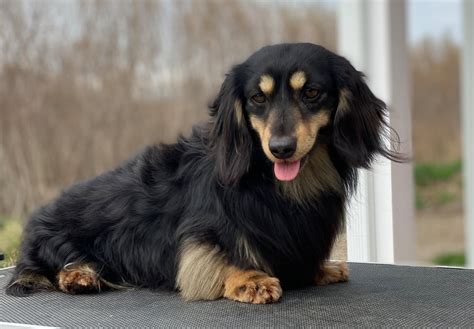 Please visit Mare-bella Dachshunds when... $3,500 Elegant English Cream Miniature Dachshund Puppies! mnnbthg252 member 11 years. Crystal, Michigan. Dogs and Puppies, Dachshund. We have beautiful English Cream Miniature dachshunds! Bred to the standards set forth by the UK. Lines straight from Raline's.... 