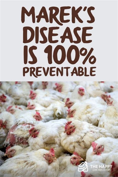 Marek’s Disease in Chickens Is 100% Preventable