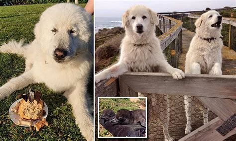 Maremma Sheepdog who protected Middle Island …