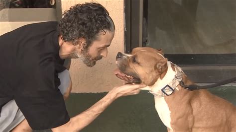 Margate animal adoption center seeks ‘fur-ever’ home for dog left tied to their door