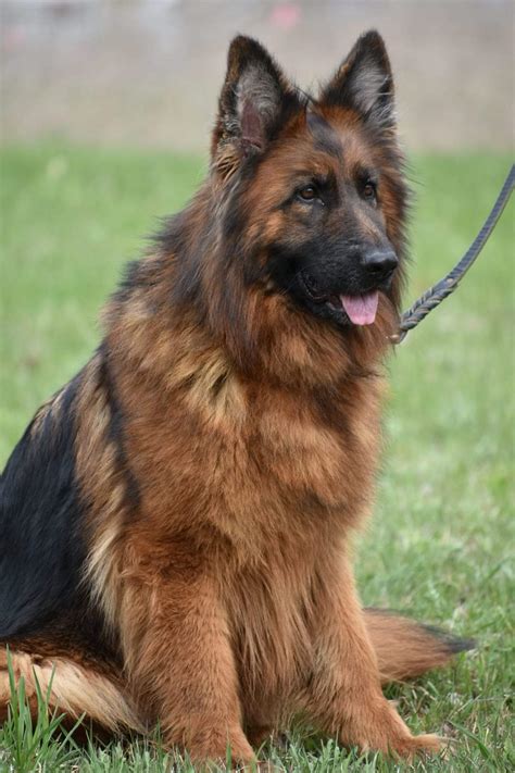 Top 179 + Imported long haired german shepherd By Sreekanth Mallela March 10, 2023 Imported long haired german shepherd , are beautiful hair model images, updated according to the latest trends today. 