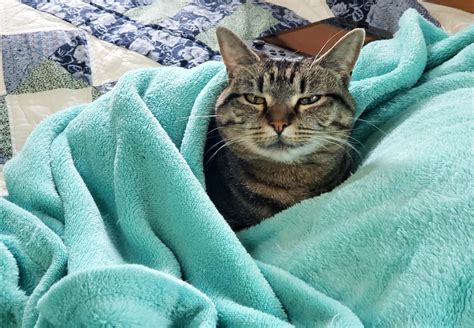 Margo Monty Leaks +18 172 Pics