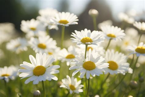 Profile picture of Marguerite Reichert