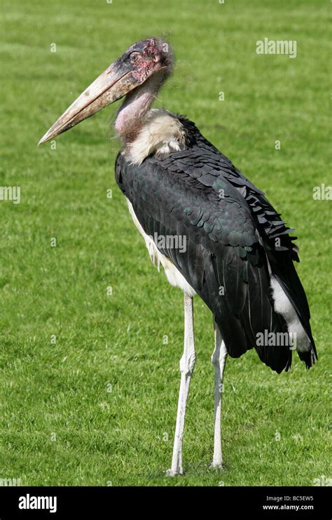 Maribou - The Marabou Stork, scientific name Leptoptilos crumeniferus, is a long-legged bird in the stork family Ciconiidae. The legs are grey, their beaks are grey, and their wings are dark grey. Their chests and bellies are white. The Marabou Stork has pink faces that are speckled with black spots and they have a long throat sack that is bare and light ... 
