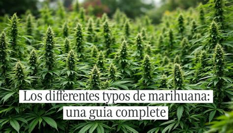 🍌 Mariewhuana Onlyfans Leaked [CLIP] 22 Videos