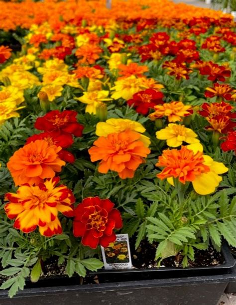 Marigold Durango Outback Mix - risegardens.com