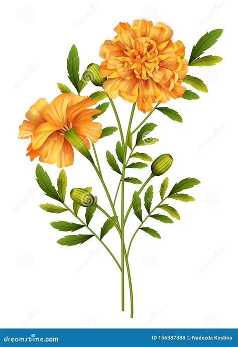 Marigold Flowers Illustrations & Vectors - Dreamstime