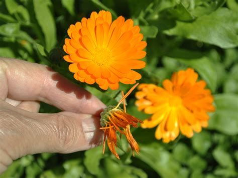 Marigold calendula officinalis a step by step guide. - Manuales diesel de tres cilindros yanmar.