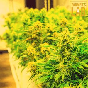 Marijuana Seeds Colorado Springs - Your #1 Choice The