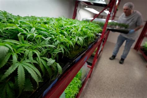 Marijuana becomes Missouri's new billion-dollar industry