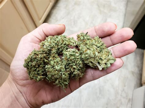 Marijuana beginners guide to growing your own marijuana at home. - Ethiopia labor laws and regulations handbook strategic information and basic laws world business law library.
