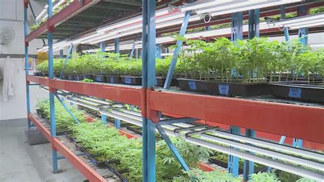 Marijuana growing company expanding operations to keep up with surge in St. Louis, elsewhere