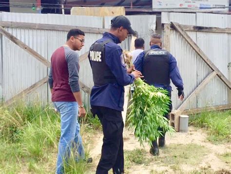 Marijuana trees being planted at school - Trinidad and Tobago Newsday