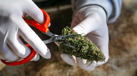 Cannabis trimmer jobs are more specialized than cultivators. They are the specialists among cannabis cultivators, focusing on trimming marijuana plants. As a more detail-oriented cannabis industry job, the need to perform quality trims and measure plant weights is a major part of their work. ...