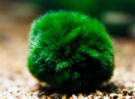 💦 Marimo Leaked (SEX)