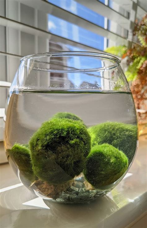 Marimo moss ball care & info - Houseplant Central