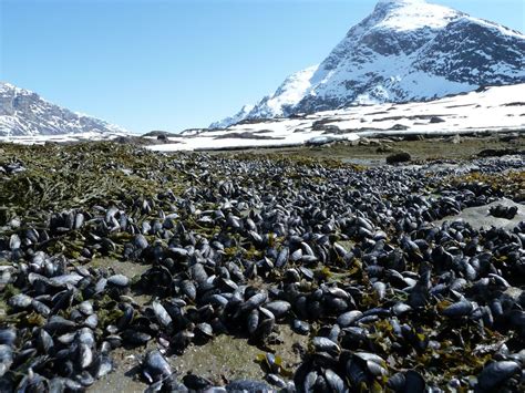 Marinbiolog universitet