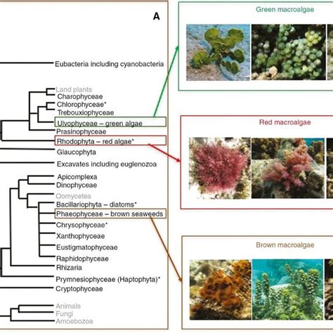 Marine Algae in Egypt: distribution, phytochemical composition and ...