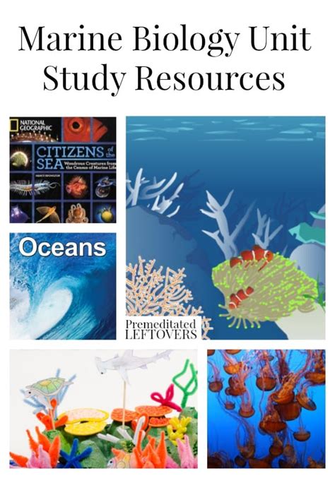 Marine Biology Lesson Plan Study.com