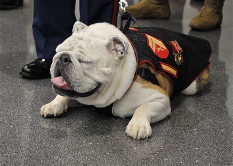 Marine Bulldog Puppy