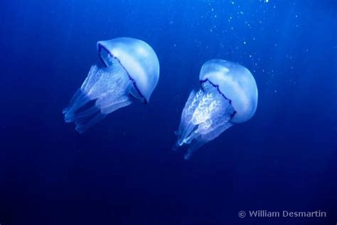 Marine Drugs Free Full-Text Barrel Jellyfish (Rhizostoma pulmo) …