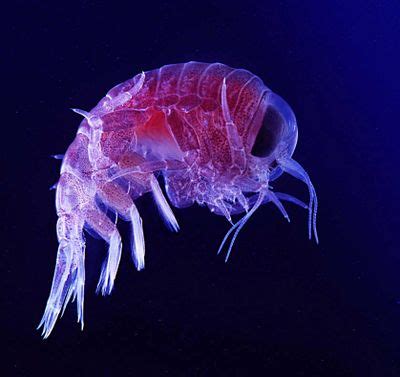 Marine Plankton - Coastal Wiki