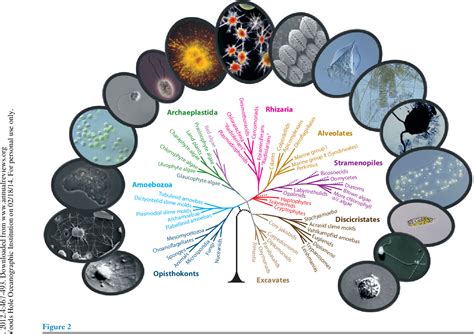 Marine Protists: Diversity & Types of Species Study.com