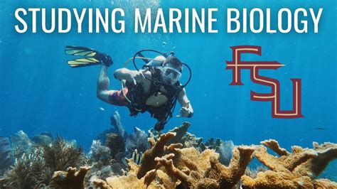 Marine biology colleges in florida. Things To Know About Marine biology colleges in florida. 