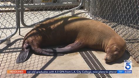 Marine care centers in SoCal overwhelmed with sick sea lions, dolphins 