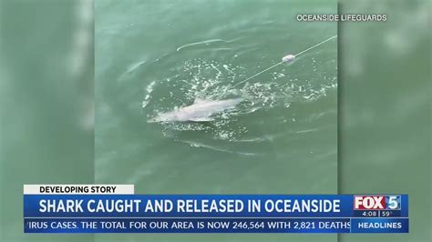 Marine expert discusses shark sighting in North County