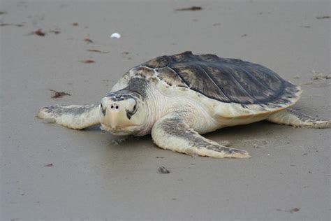 Marine experts investigate after more than 30 dead Kemp Ridley sea turtles wash up on Southern Mississippi shores