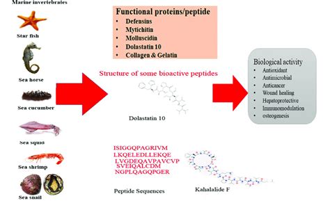 Marine invertebrates’ proteins: A recent update on