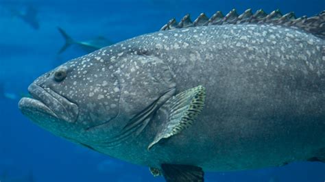 Marine live fish online.  Save big on huge selection of quality saltwate...