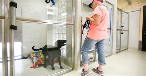 Marion county dog shelter. Things To Know About Marion county dog shelter. 