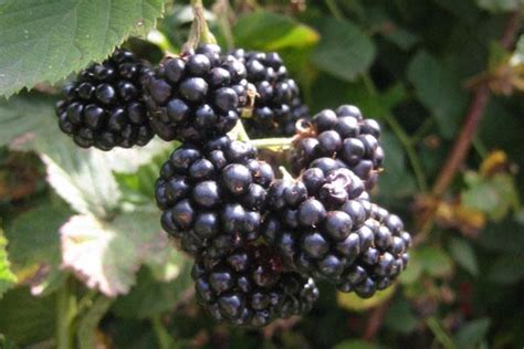 Marionberry Cloud Mountain Farm Center & Nursery