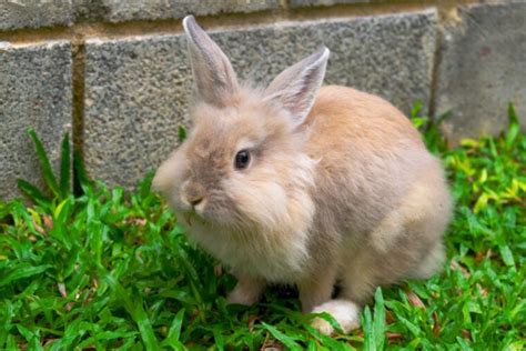 Marizzaa Rabbit Onlyfans Leak
