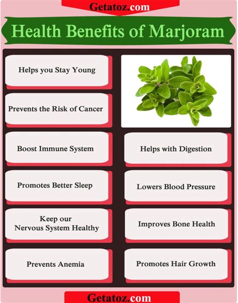 Marjoram Essential Oil: Side Effects, Properties And Benefits